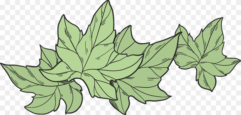 Ivy Clipart, Leaf, Oak, Plant, Sycamore Free Png Download