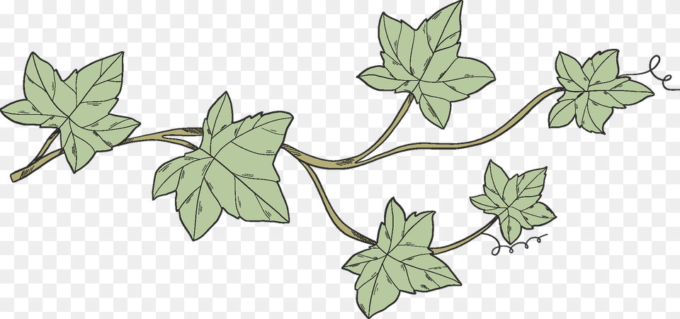 Ivy Clipart, Leaf, Plant, Art, Pattern Free Transparent Png
