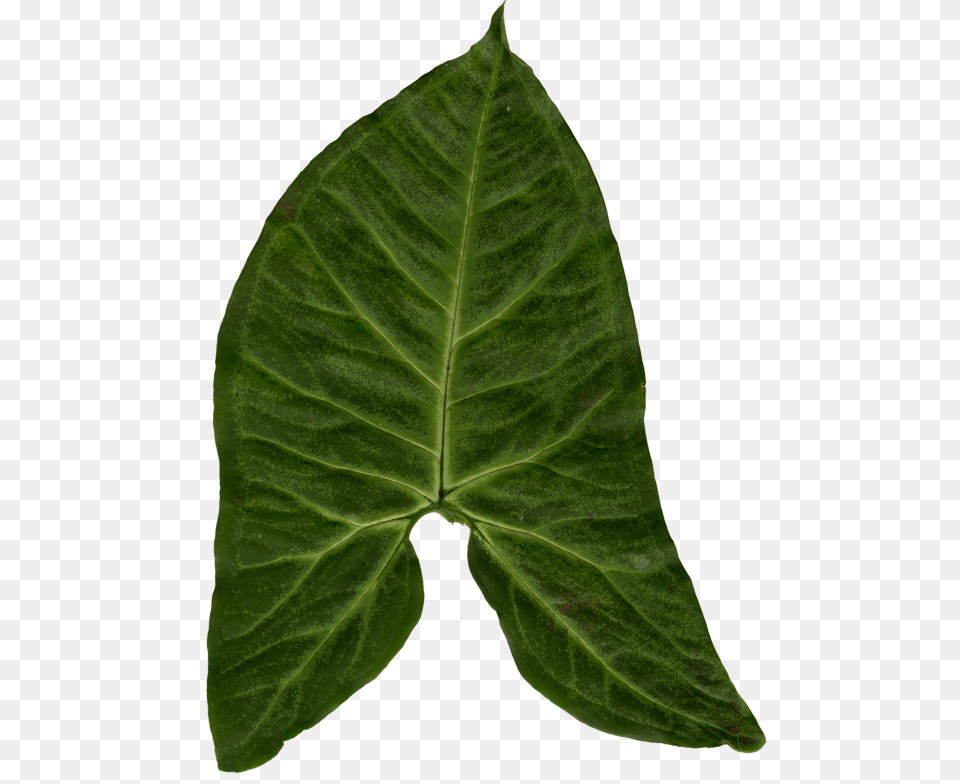 Ivy Clipart Big Leaf Big Leaf Texture, Plant Png Image