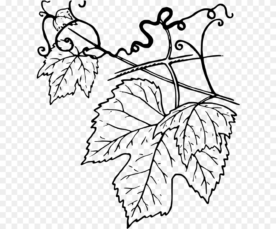 Ivy Clipart Grape Leave Grapevine Leaves Clip Art, Gray Free Transparent Png