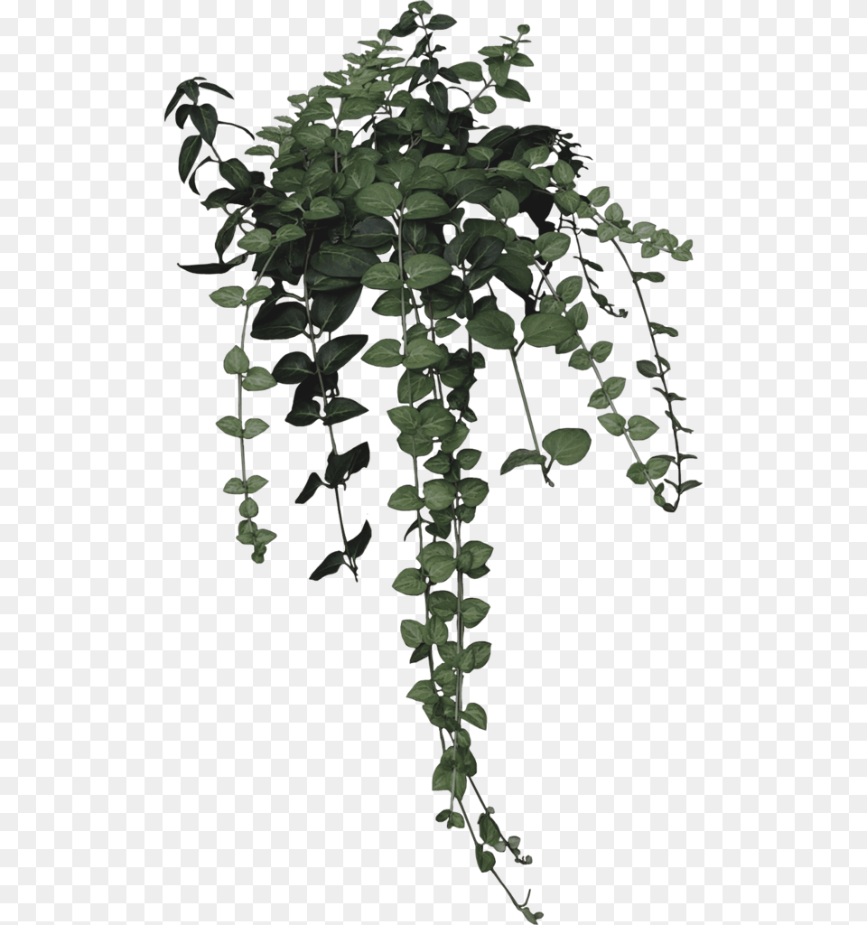 Ivy Clipart Nature Aesthetic Plant Drawing, Vine Free Png Download
