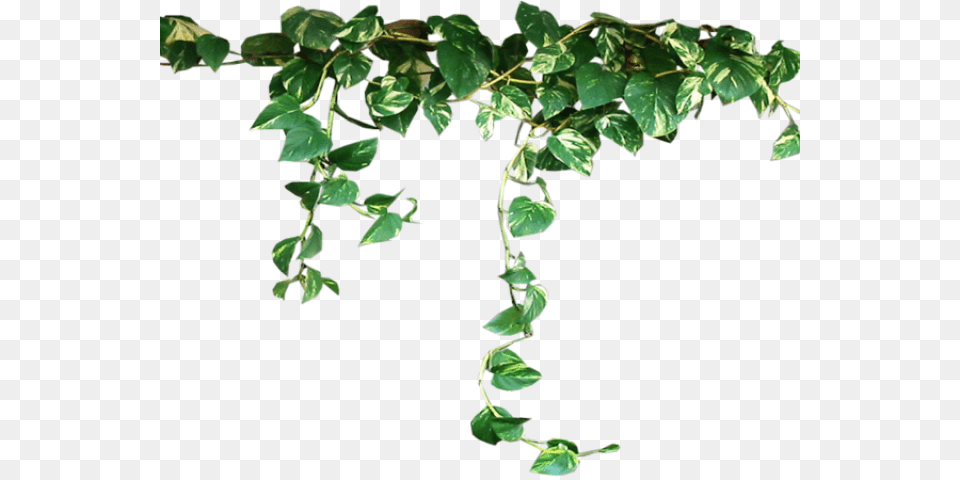 Ivy Clipart Pumpkin Vine Vine Plant, Leaf, Potted Plant Free Transparent Png