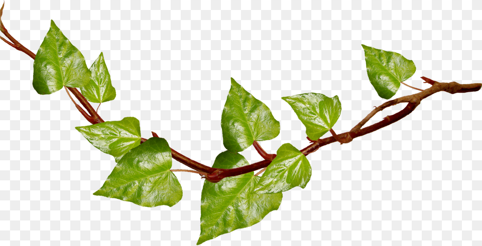 Ivy Clipart Vine Leaves Vines Transparent Background, Leaf, Plant, Flower Png