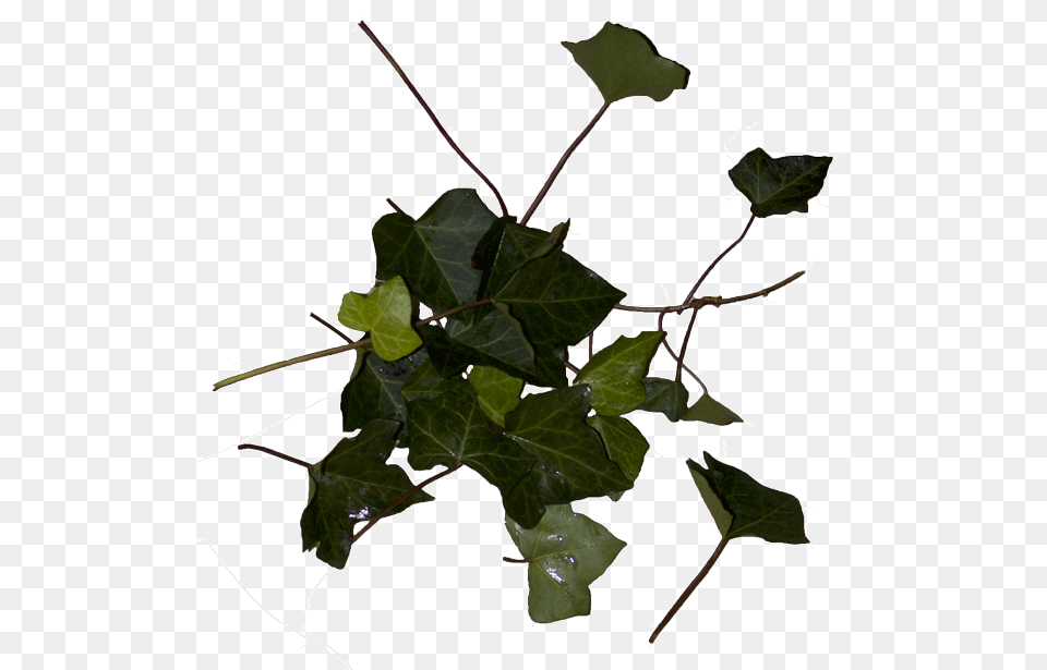 Ivy Cocktail Night Secret Shopping List, Leaf, Plant, Tree Png