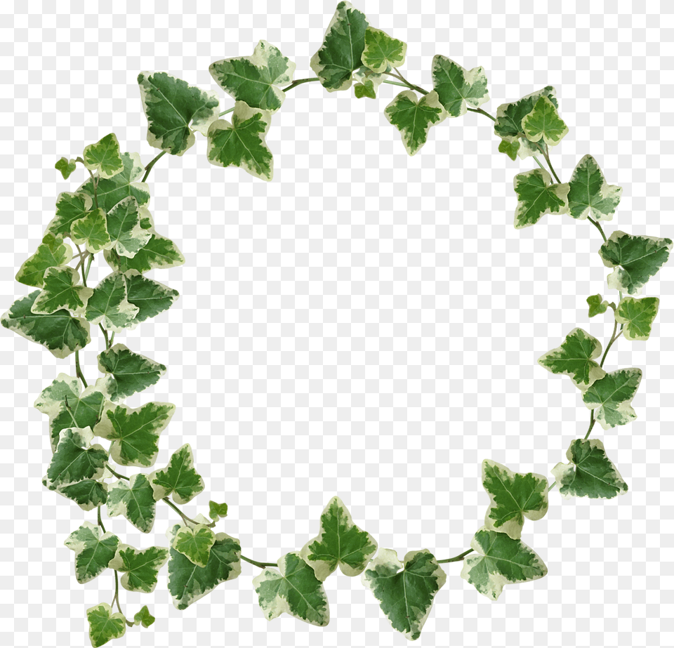 Ivy Crown Transparency, Leaf, Plant, Green, Vine Png