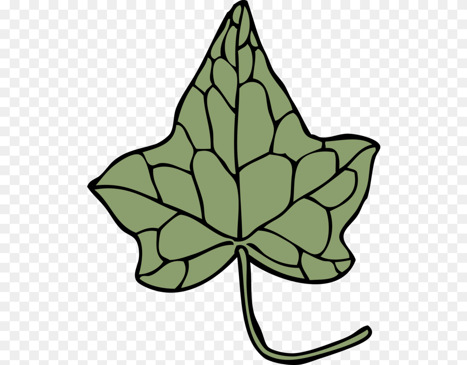 Ivy Drawing Leaf Vine Araliaceae, Plant, Maple Leaf, Tree, Animal Free Transparent Png