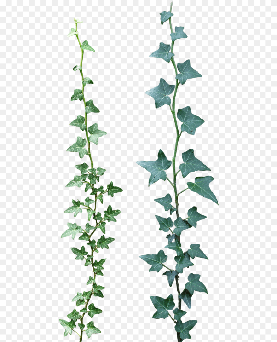 Ivy Drawing Rose, Leaf, Plant Png