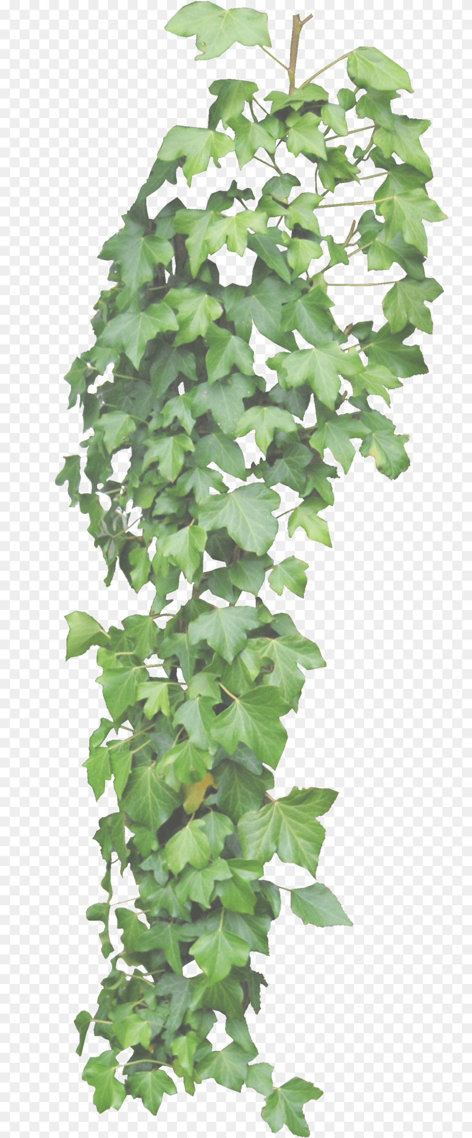 Ivy Hd Background Hanging Ivy Background, Plant, Vine, Leaf Free Transparent Png