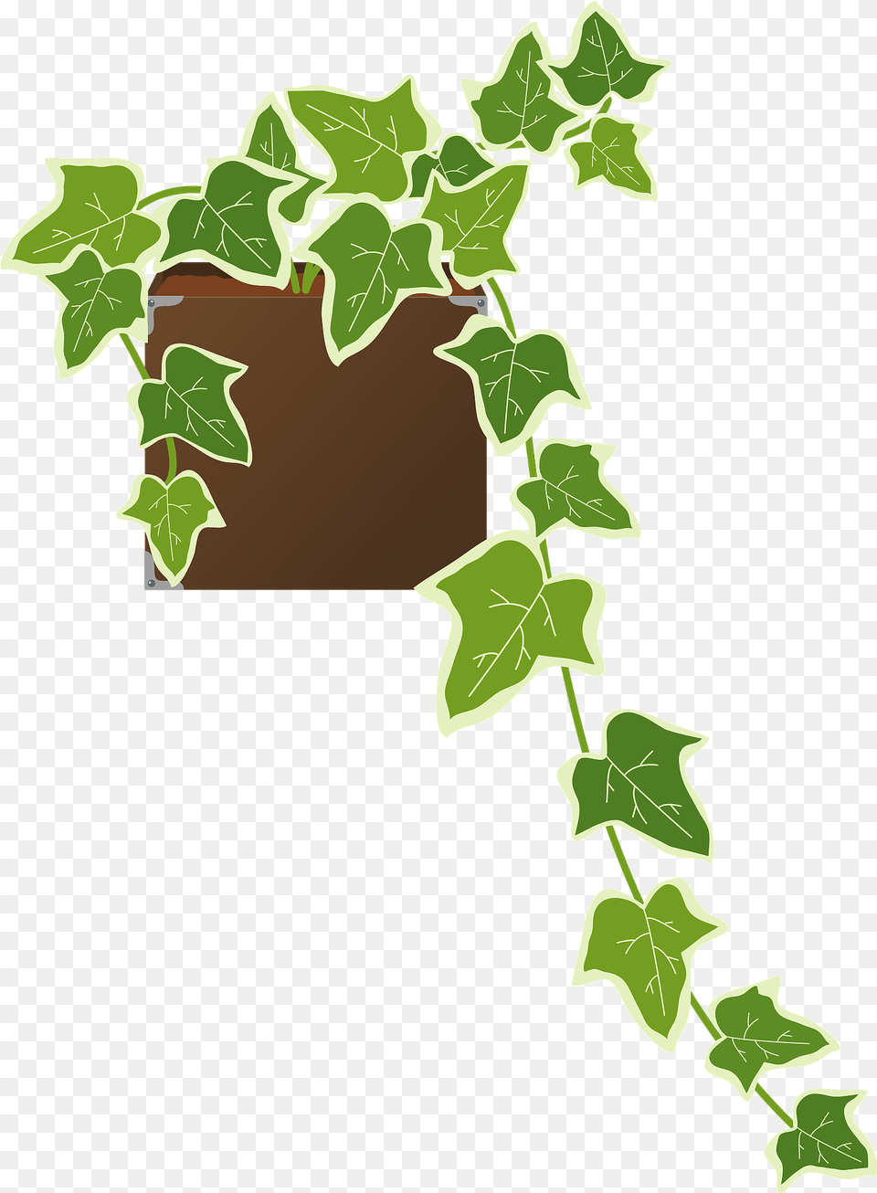 Ivy Houseplant Clipart, Leaf, Plant Free Png