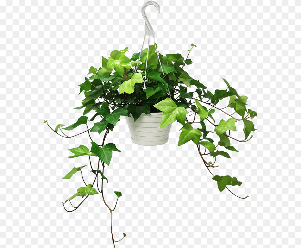 Ivy In Pot, Leaf, Plant, Potted Plant, Vine Free Transparent Png