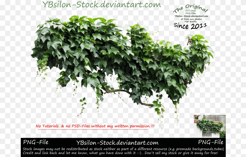 Ivy Iv By Ybsilon Stock Iv Plant, Vine, Leaf Png