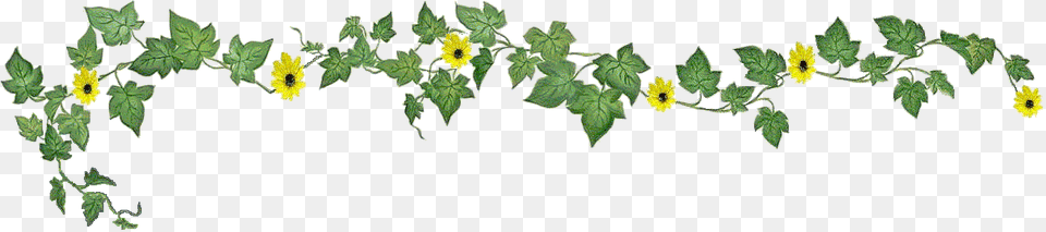 Ivy Ivy Banner Ivy, Herbal, Herbs, Leaf, Plant Free Transparent Png