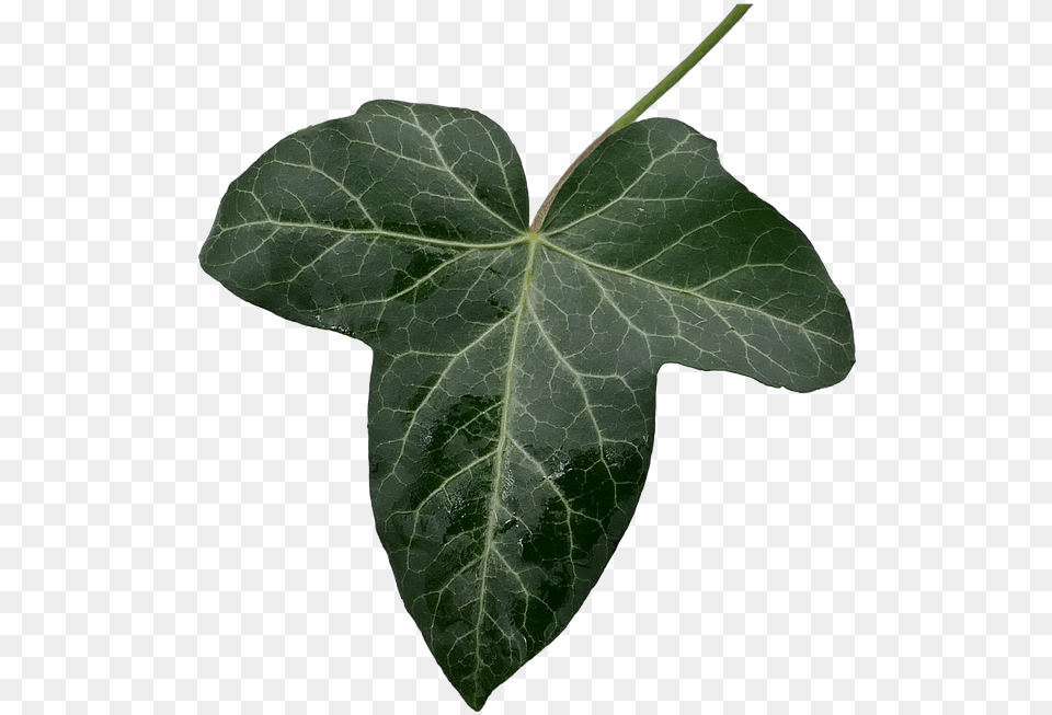 Ivy Ivy Leaf Green Leaf Green Isolated Cut Out Ivy Leaf, Plant Free Png Download