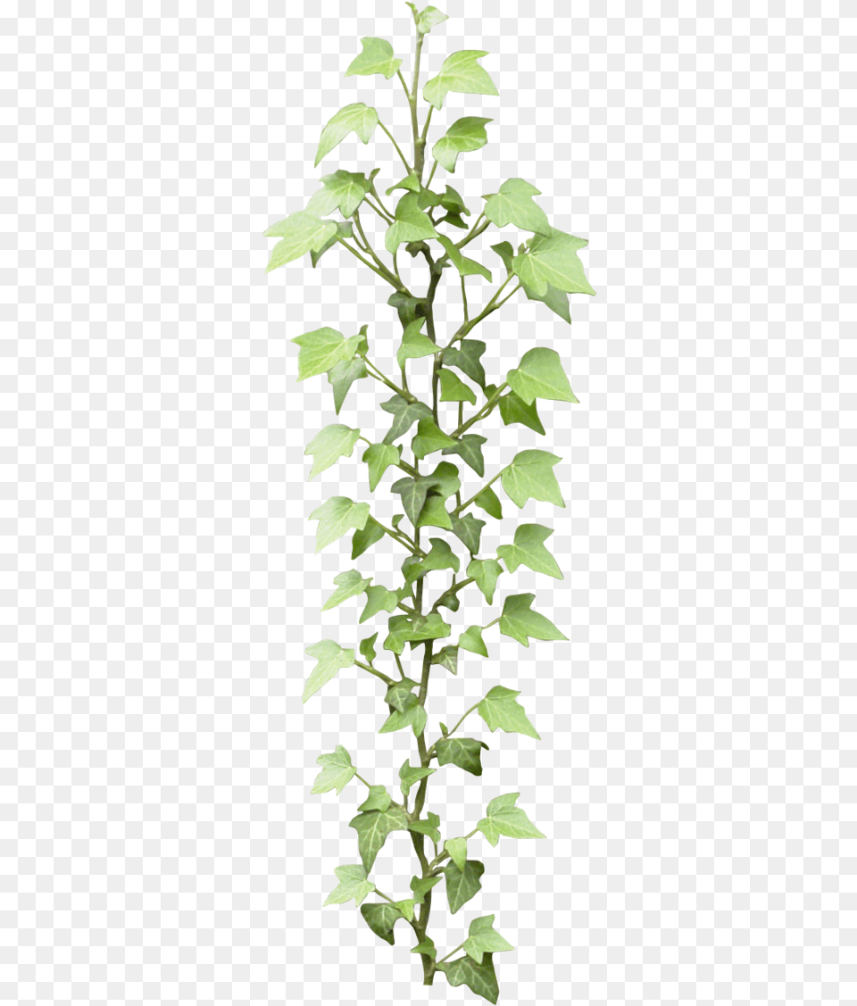 Ivy Ivy Textures, Leaf, Plant, Vine, Grass Free Transparent Png