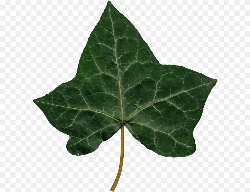 Ivy Leaf 02 485 Kb Ivy Leaf, Plant, Tree Free Png