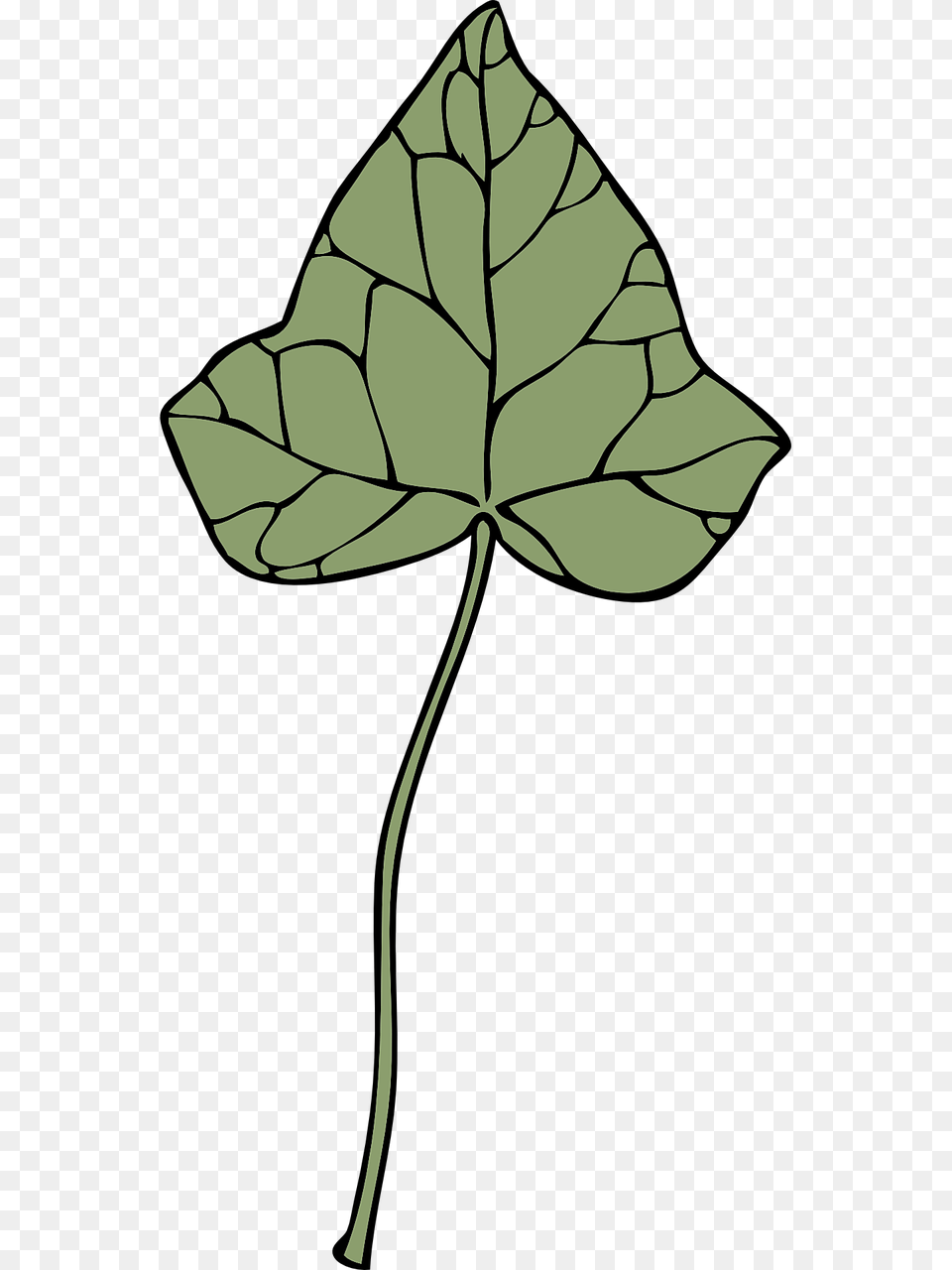 Ivy Leaf, Plant, Person Free Transparent Png