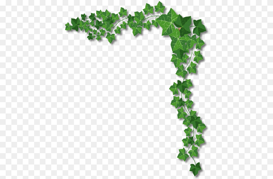 Ivy Leaf Border, Plant, Vine Png Image