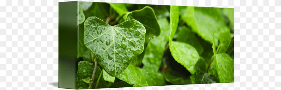 Ivy Leaf By Henryg Plant Pathology, Herbs Free Transparent Png