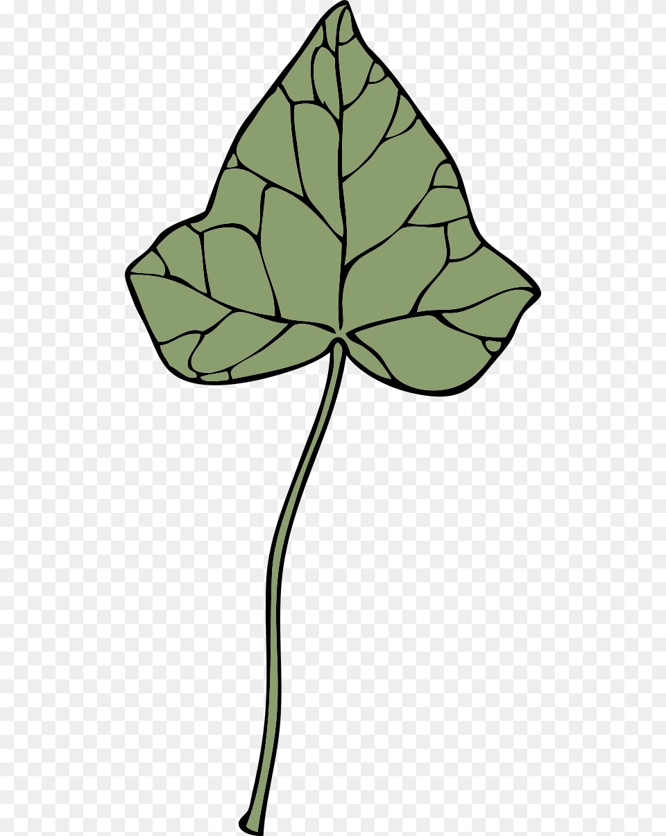 Ivy Leaf Clip Art, Plant, Person Png Image