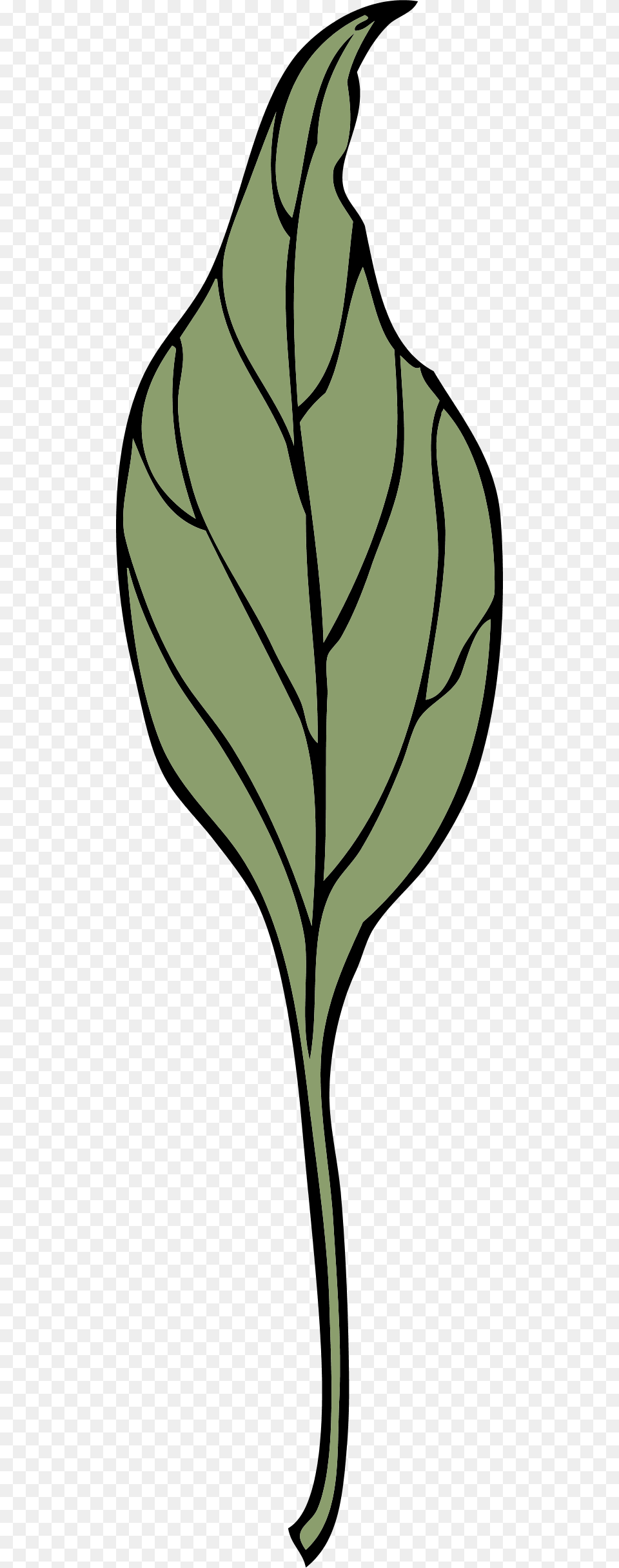 Ivy Leaf Clip Art, Plant Png Image