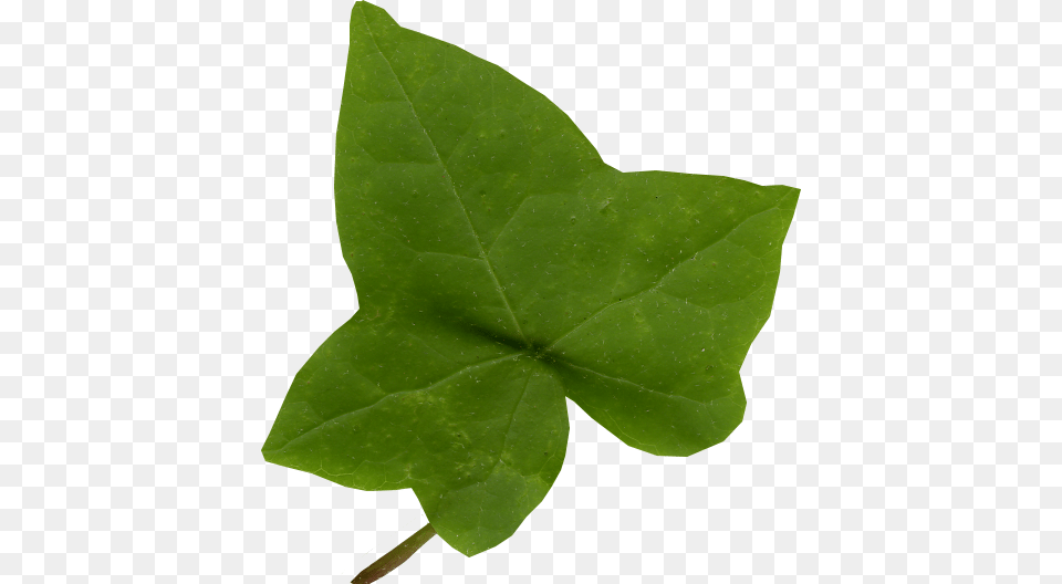 Ivy Leaf Clip Art Ivy Leaf, Plant, Tree Free Png Download