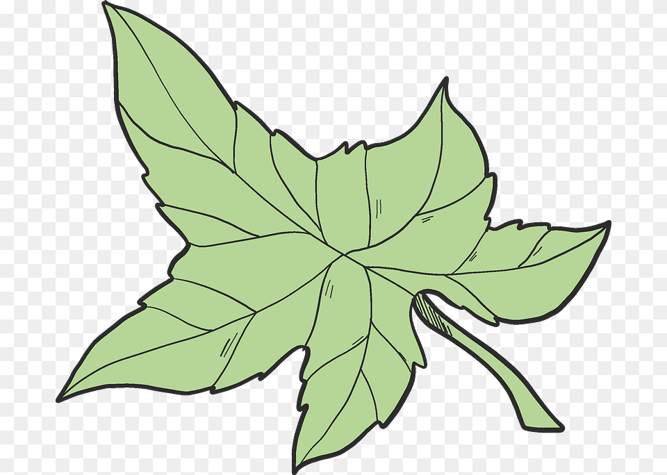 Ivy Leaf Clipart, Plant, Tree, Maple Leaf, Oak Free Png