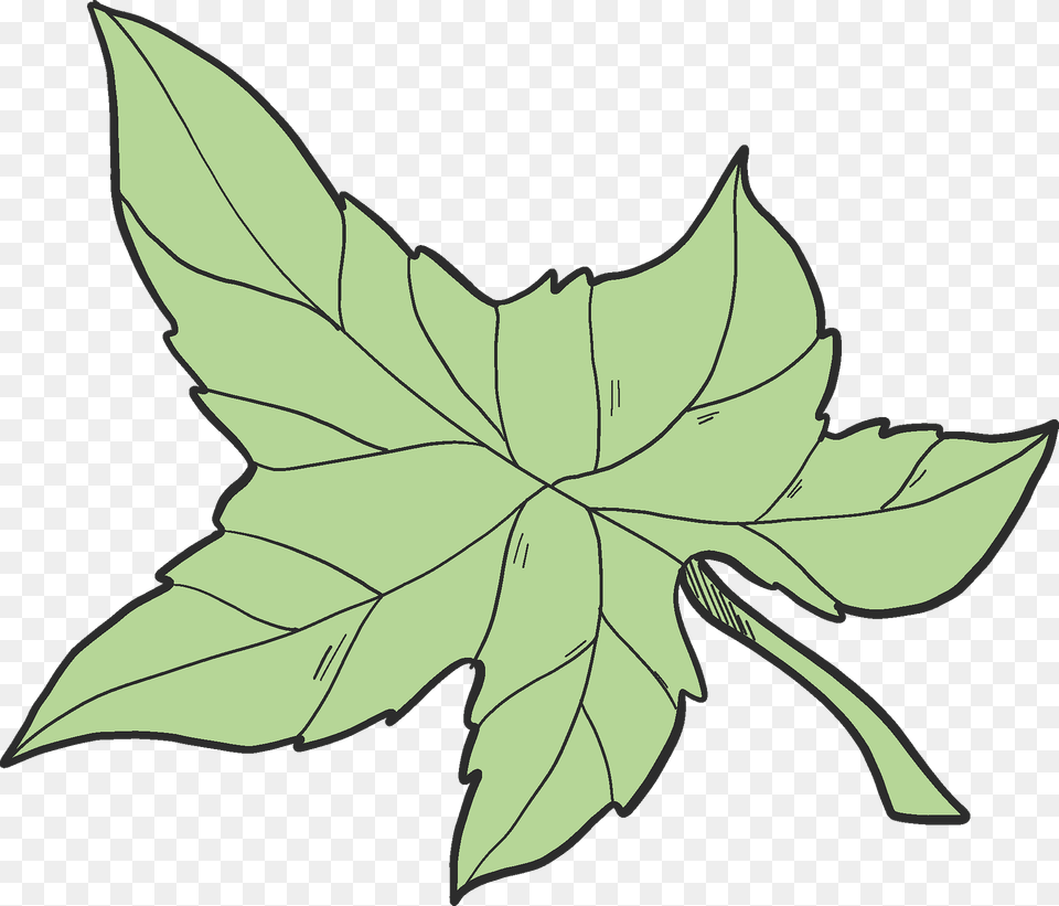 Ivy Leaf Clipart, Tree, Plant, Maple Leaf, Oak Free Png