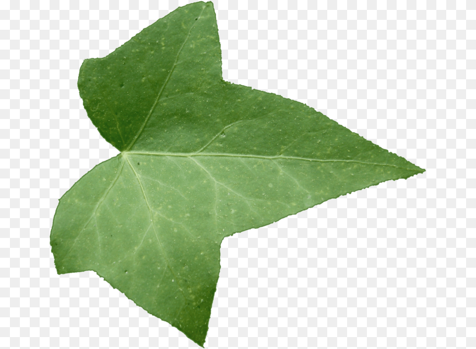 Ivy Leaf Texture, Plant, Tree Free Png