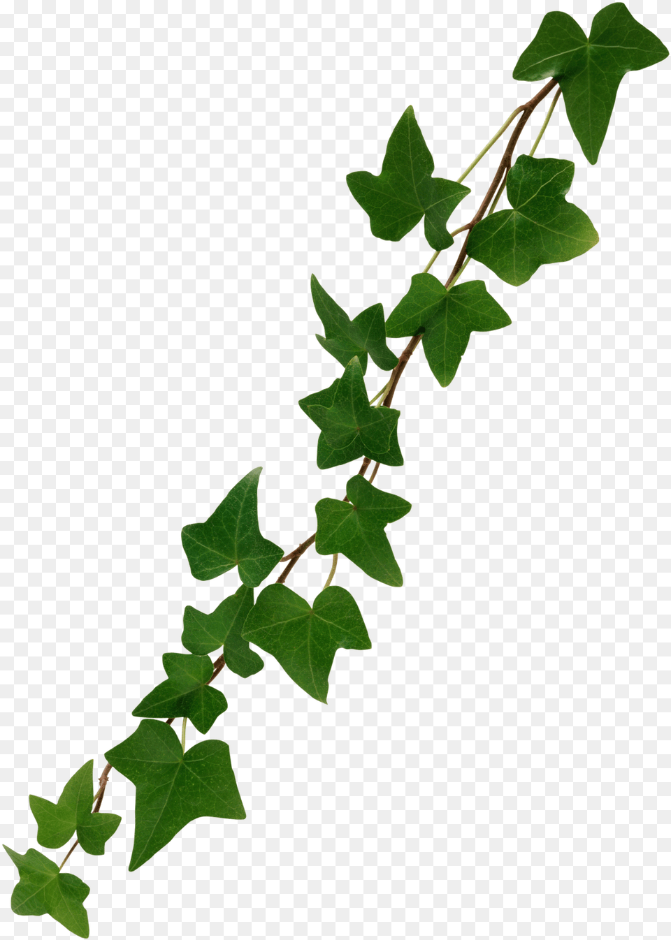 Ivy Leaf Virginia Creeper, Plant, Vine Png