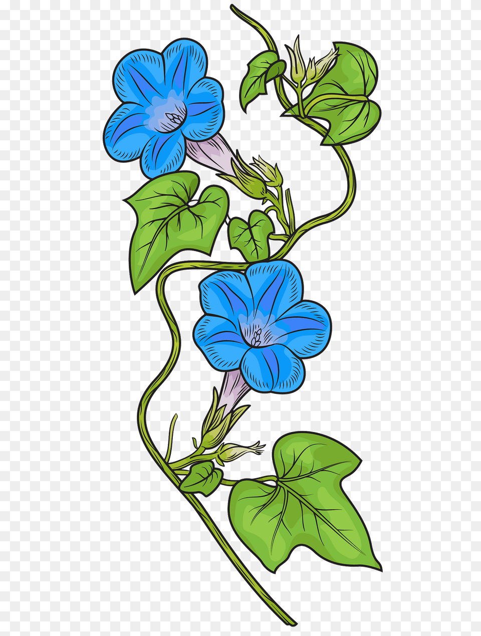 Ivy Leaved Morning Glory 1818 Clipart, Flower, Geranium, Plant, Pattern Png