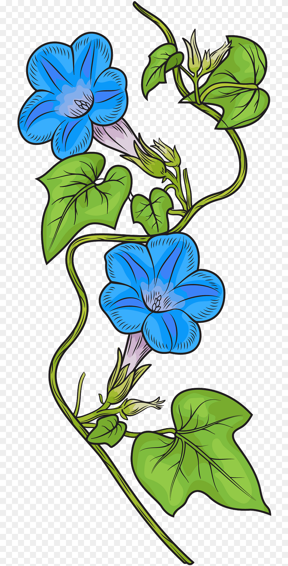 Ivy Leaved Morning Glory 1818 Clipart Free Download Lovely, Flower, Geranium, Plant, Acanthaceae Png Image