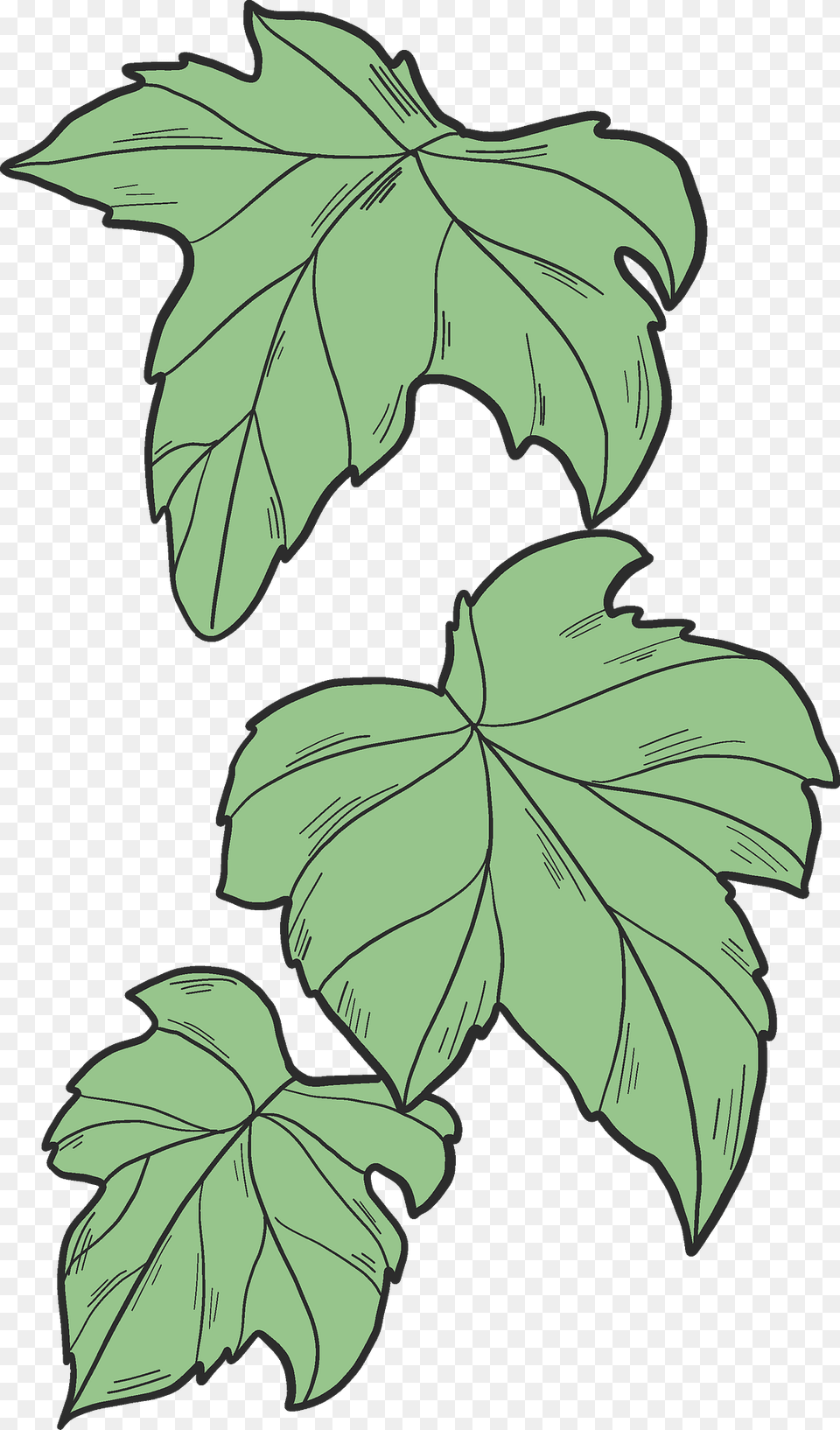 Ivy Leaves Clipart, Leaf, Oak, Plant, Sycamore Free Png Download