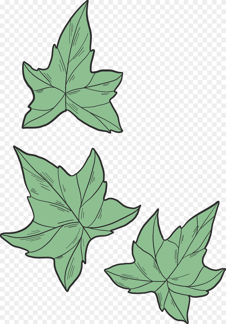 Ivy Leaves Clipart, Leaf, Plant, Oak, Sycamore Free Png Download