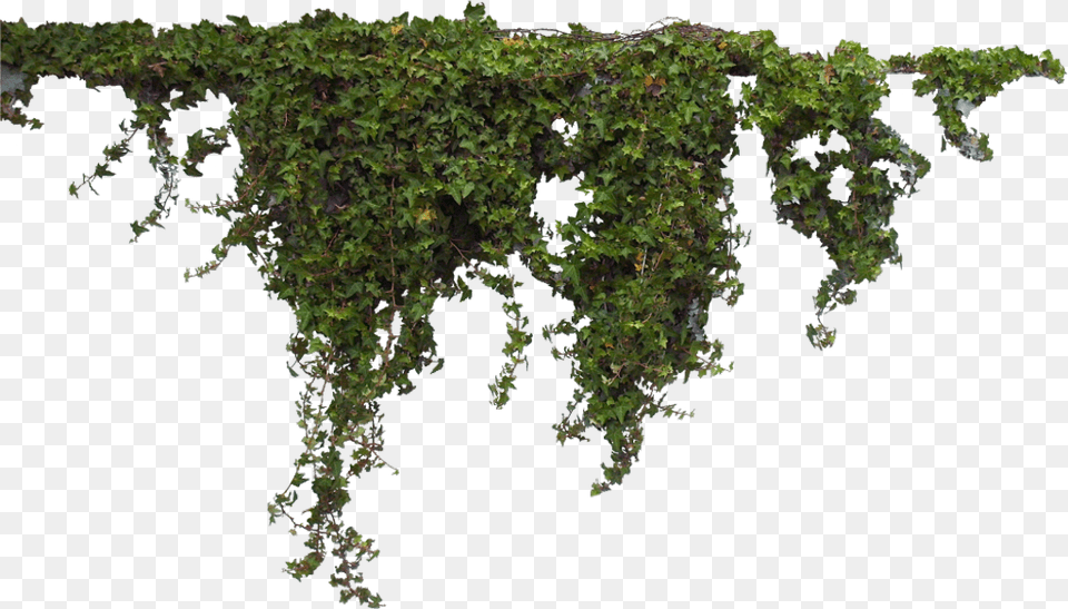 Ivy Sticker Ivy, Moss, Plant, Vine, Tree Png