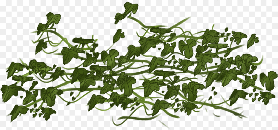 Ivy Transparent, Leaf, Plant, Herbs, Green Free Png