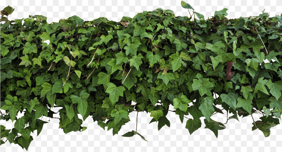 Ivy Transparent Clipart Download, Plant, Leaf, Vine Png Image