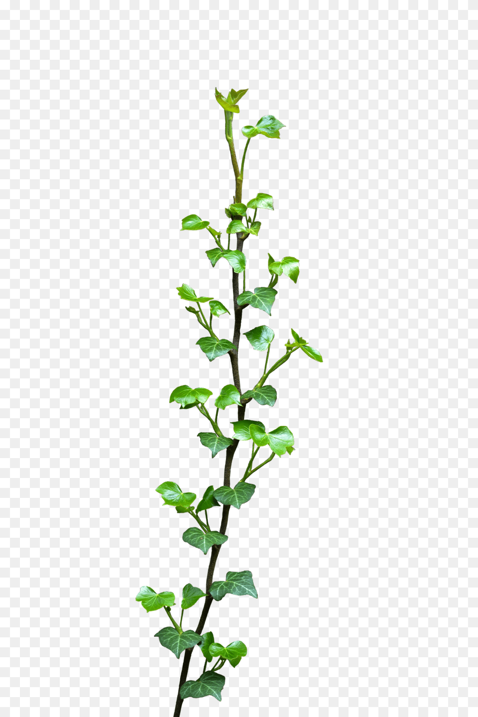 Ivy Pictures, Plant, Vine, Leaf Free Transparent Png