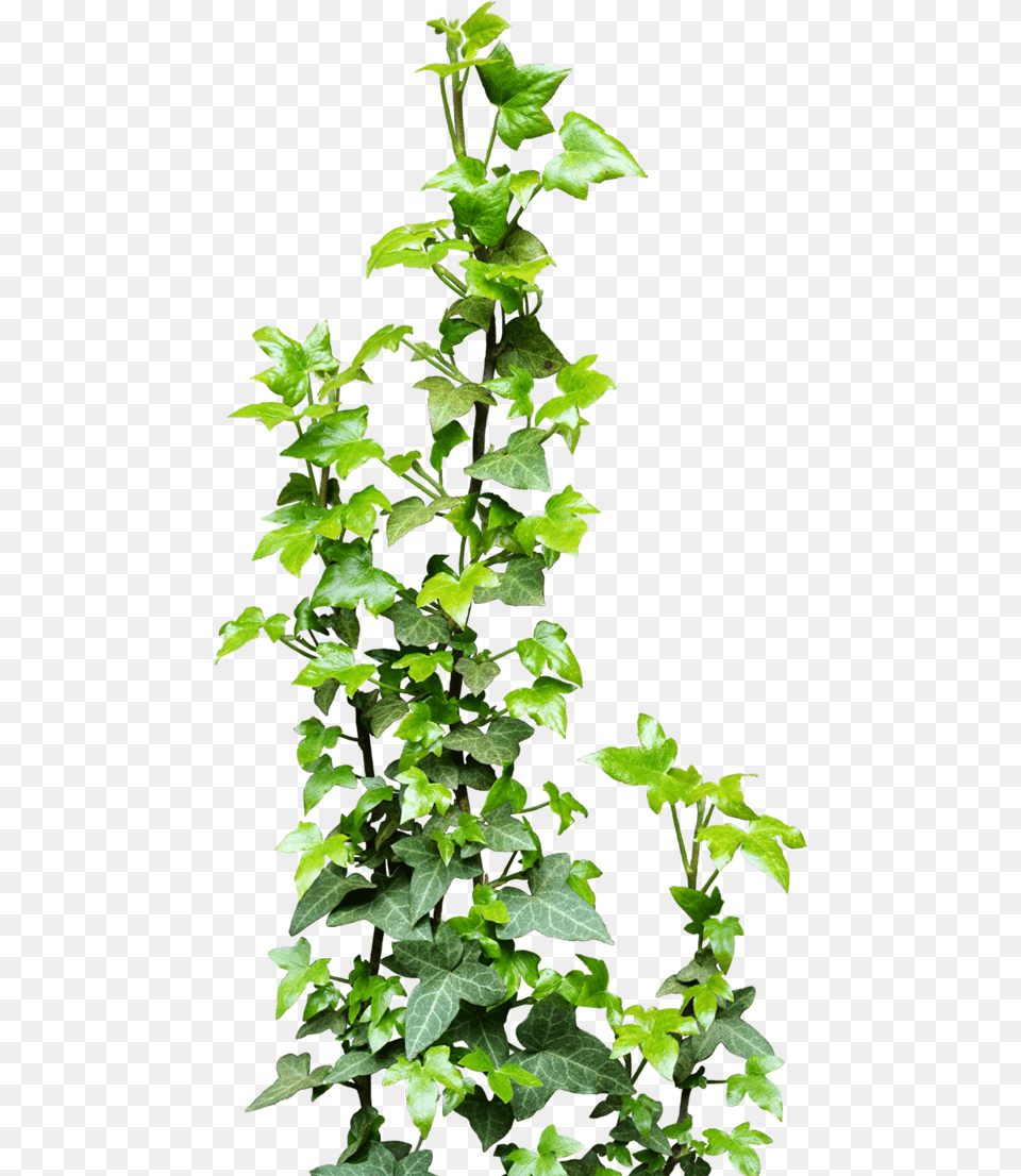 Ivy Vine Background Vine, Plant, Leaf Free Png Download
