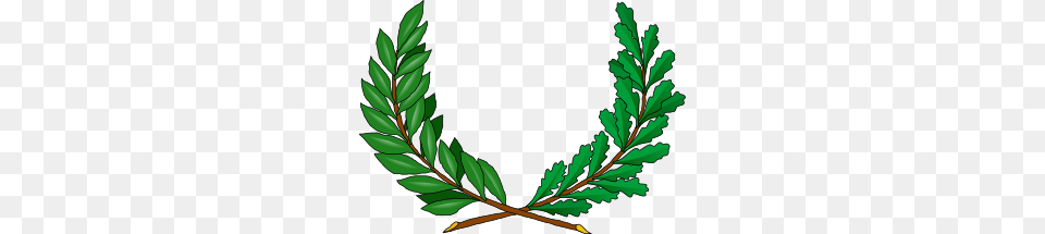 Ivy Vine Clip Art, Green, Herbal, Herbs, Leaf Free Transparent Png