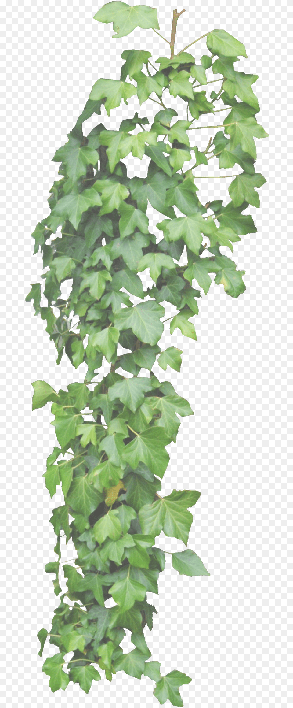 Ivy Vine Clipart Hanging Ivy Transparent Background, Plant, Leaf Free Png Download