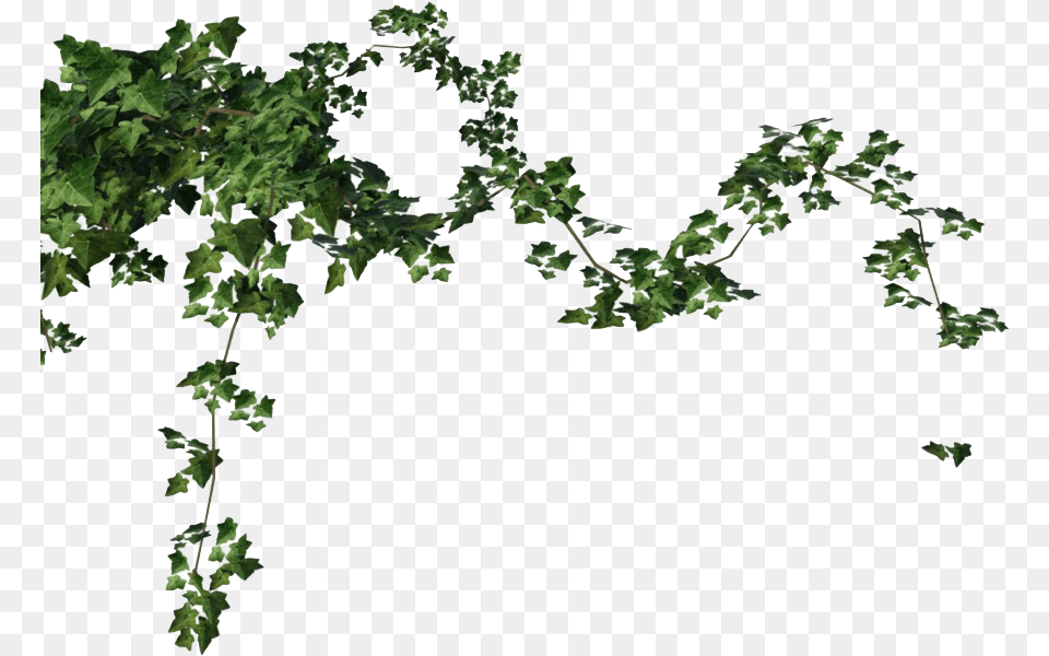 Ivy Vine Ivy, Plant, Leaf Free Transparent Png
