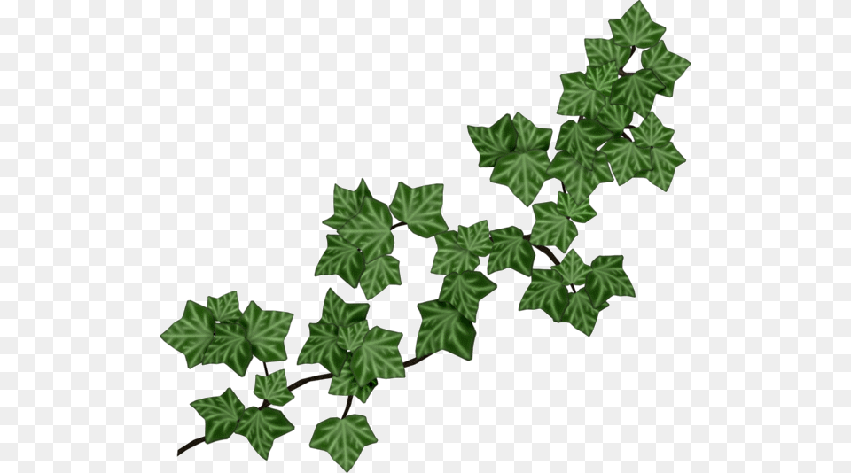 Ivy Vine Ivy Clip Art, Leaf, Plant Png