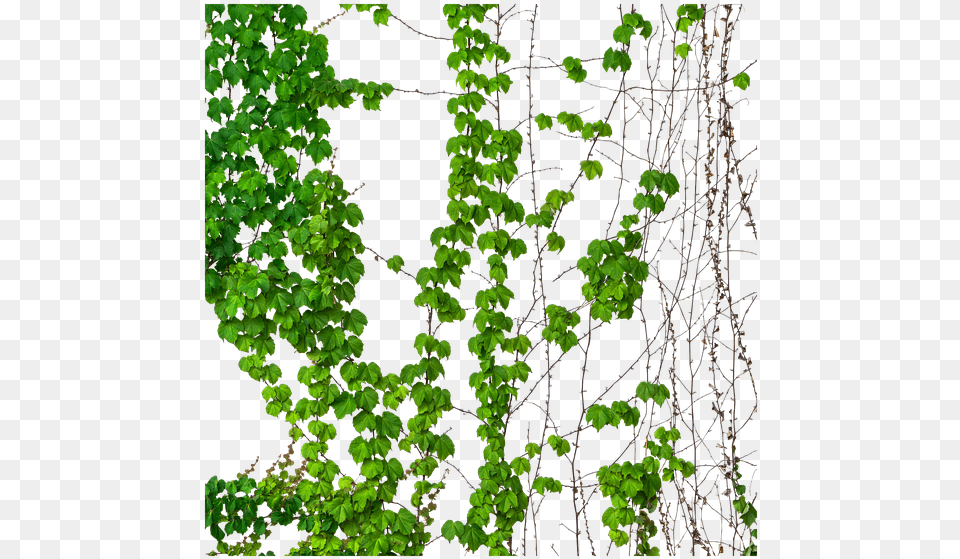 Ivy Vine Vines Transparent Green Vines Illustration, Plant, Leaf Png