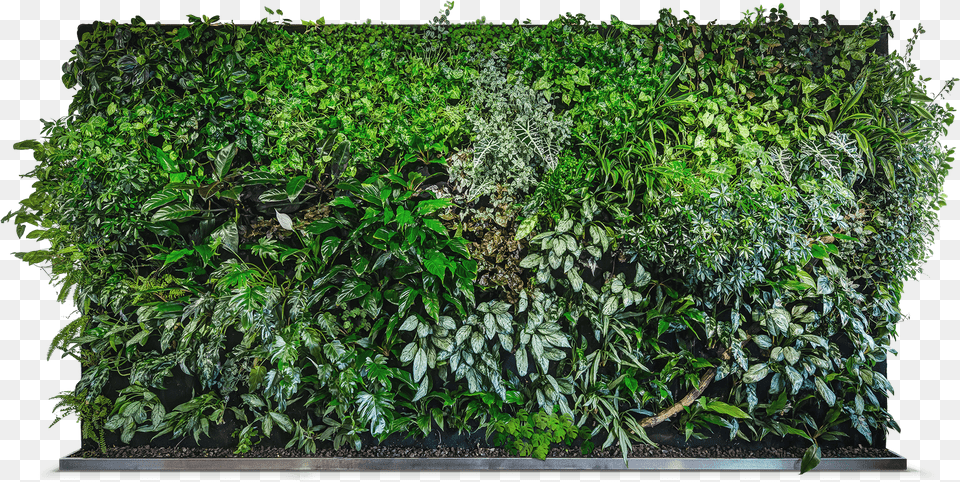 Ivy Wall Green Wall, Vegetation, Plant, Tree, Rainforest Png
