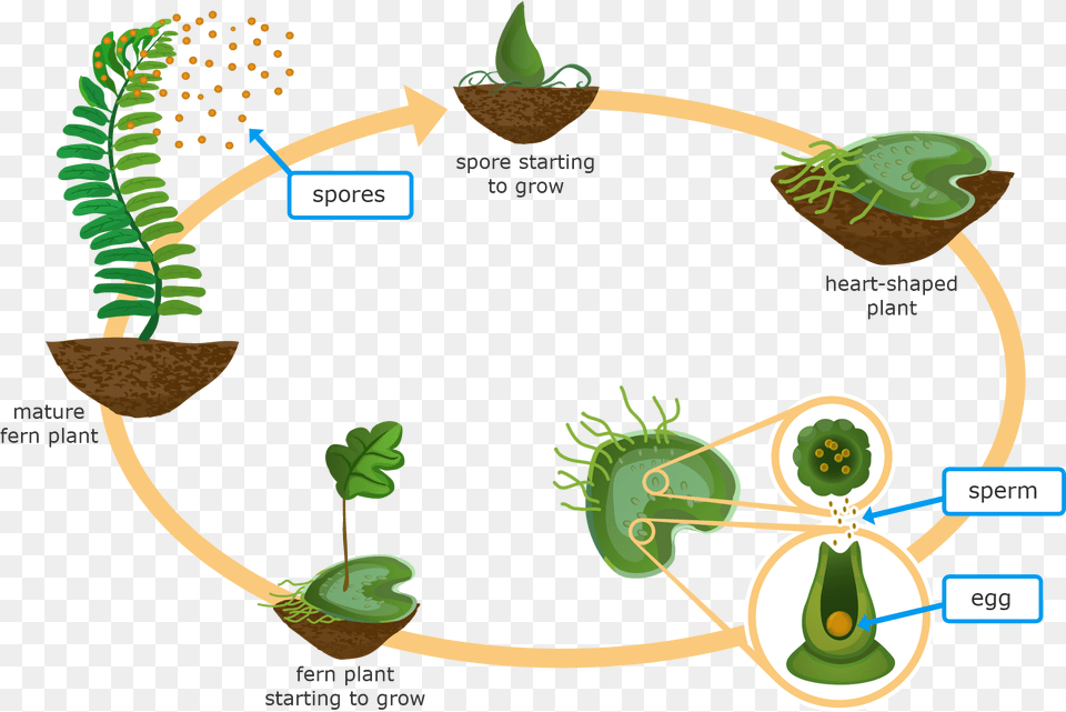 Ixl Moss And Fern Life Cycles 5th Grade Science Non Flowering Plants Reproduce Png