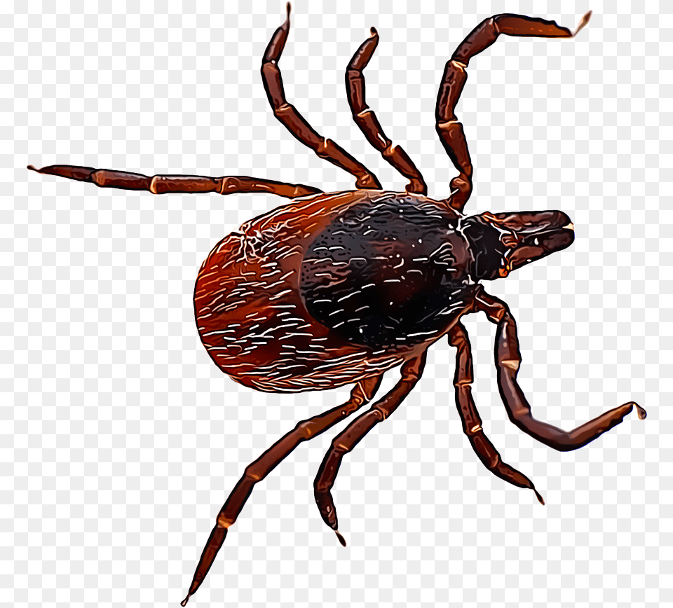 Ixodes Scapularis, Tick, Animal, Invertebrate, Spider Free Png Download