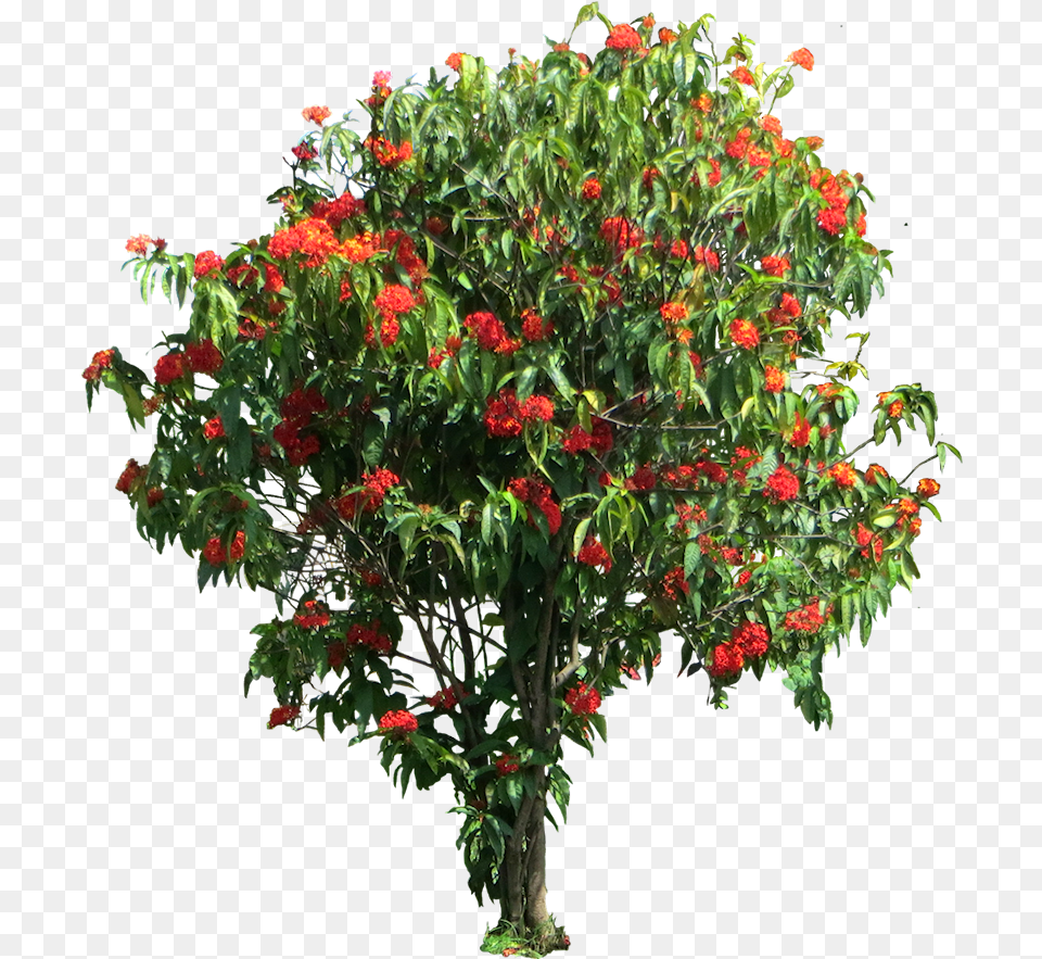 Ixora Coccinea Tree, Flower, Flower Arrangement, Flower Bouquet, Plant Free Transparent Png