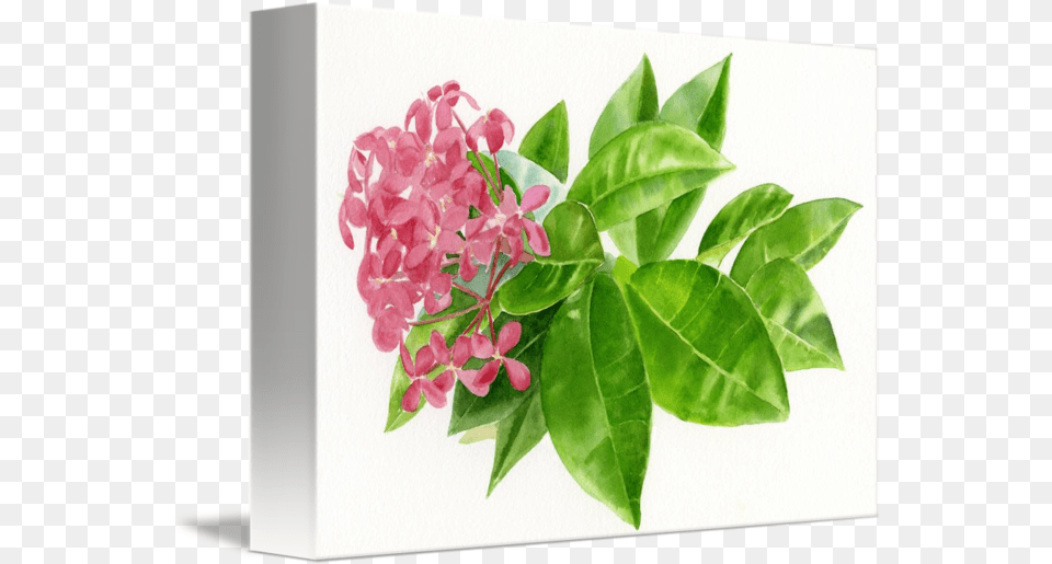 Ixora Pink Tropical Flower By Sharon Freeman Ixora Tropical Flower, Leaf, Plant, Petal, Herbal Png Image