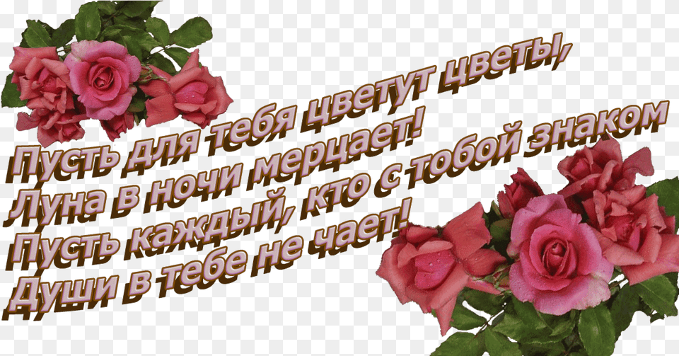 Izobrazhenie Dlya Plejkasta Dnem Rozhdeniya Elena Ivanovna, Flower, Plant, Rose, Petal Free Png