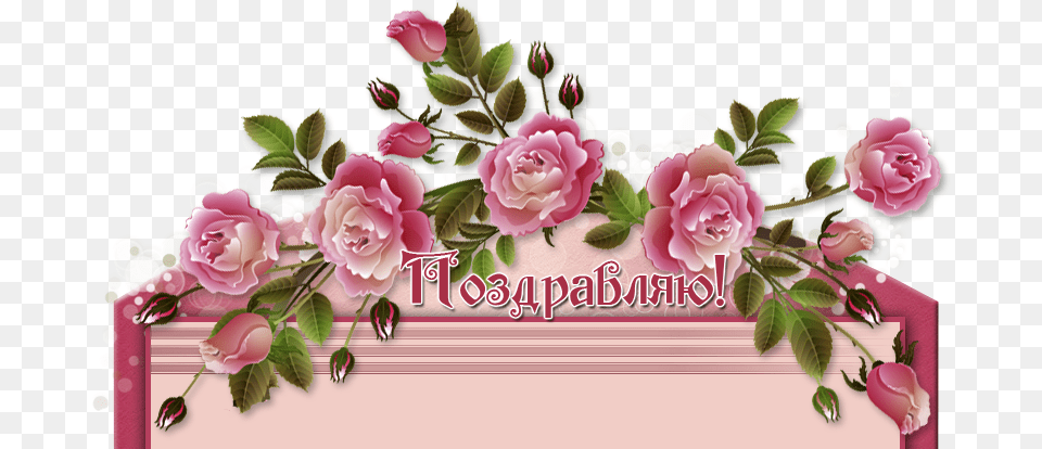 Izobrazhenie Dlya Plejkasta Garden Roses, Rose, Plant, Flower, Cream Free Png Download